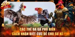 Các Thế Đá Gà Phổ Biến