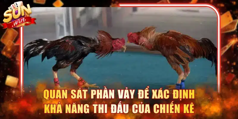 Quan sát phần vảy để xác định khả năng thi đấu của chiến kê