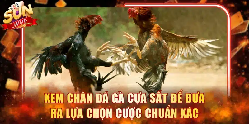 Xem chân đá gà cựa sắt để đưa ra lựa chọn cược chuẩn xác