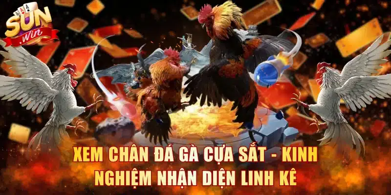 Xem Chân Đá Gà Cựa Sắt